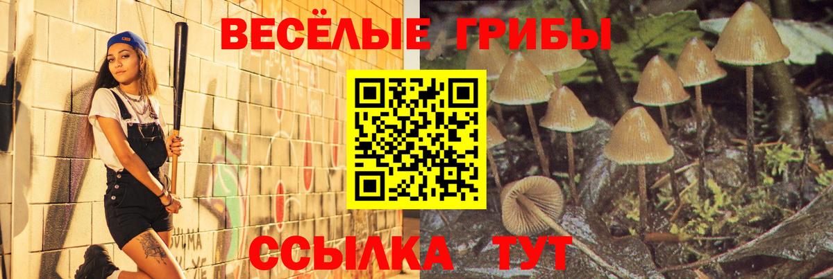 Галлюциногенные грибы Magic Shrooms  цены   Галлюциногенные грибы Psilocybe  Новозыбков  Вход с VPN 